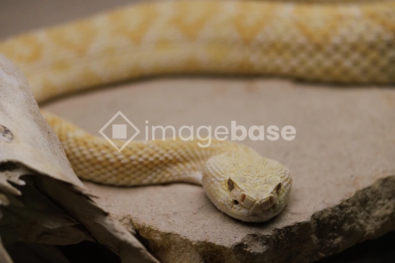 Close-up of a Yellow Snake