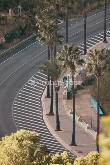 Curved Road with Palm Trees