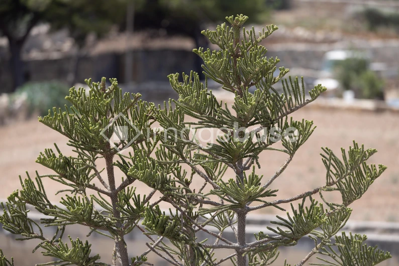 Greenery in Focus