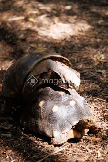 Tortoises in Nature