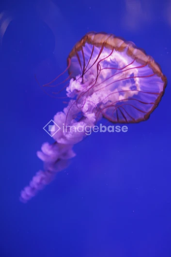 Graceful Jellyfish