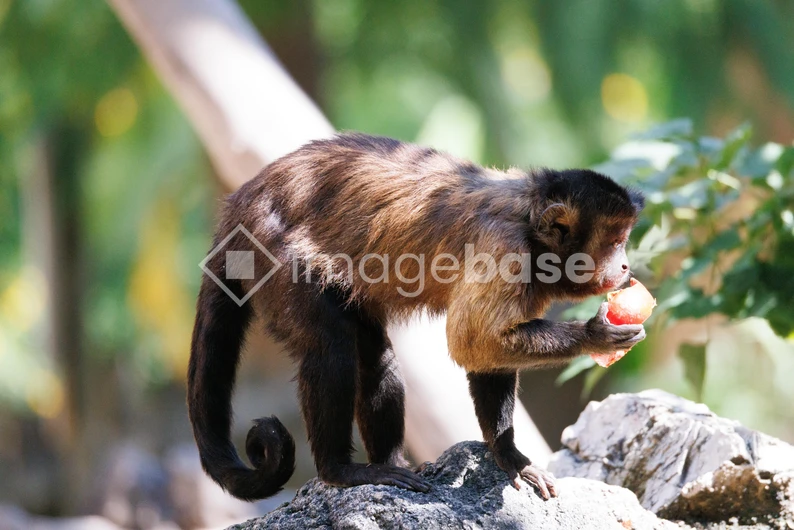 Monkey Eating Fruit