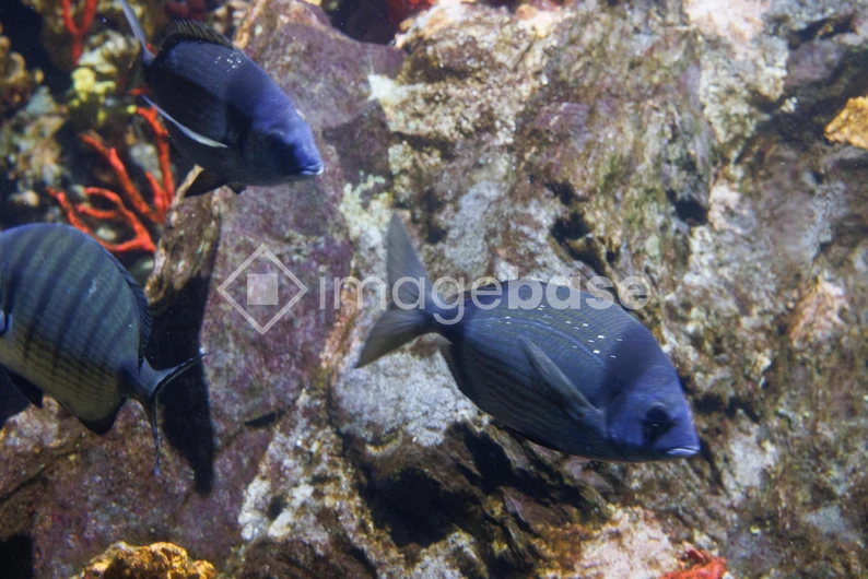 Underwater Fish