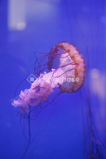 Graceful Jellyfish in the Deep Blue