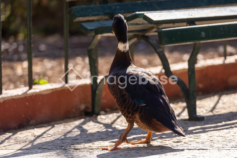 Duck in Sunlit Park