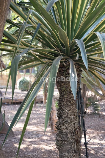 Desert Flora