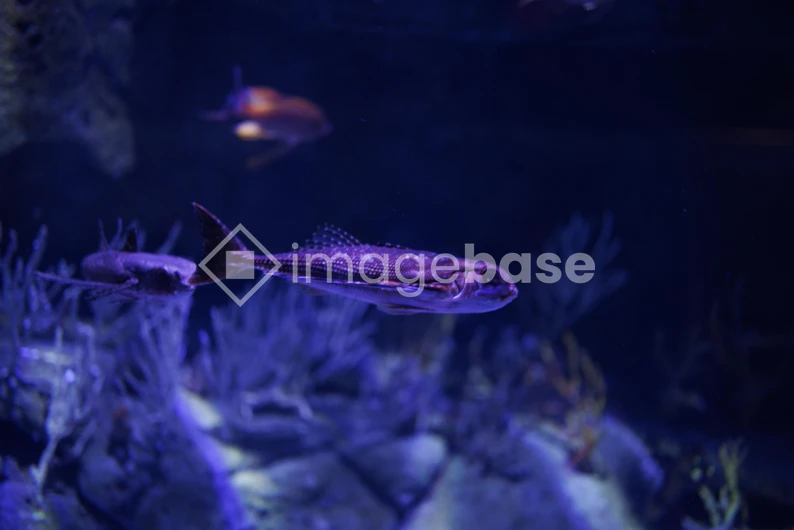 Underwater Life