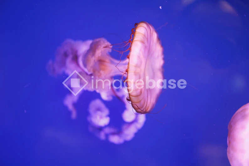 Graceful Jellyfish