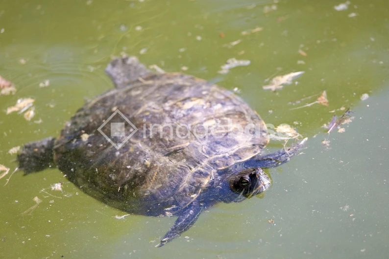Turtle in Water