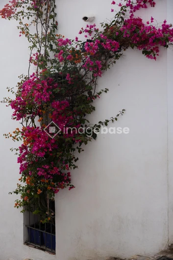 Vibrant Bougainvillea on White Wall