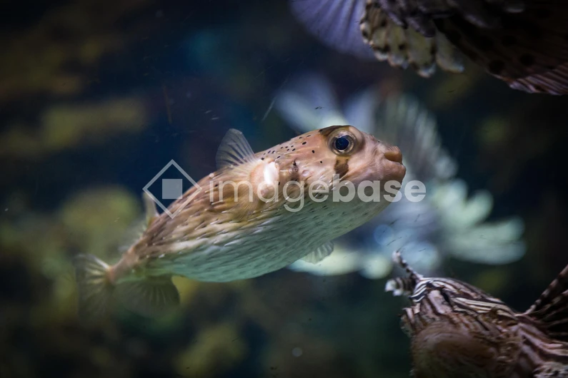 Underwater World with Pufferfish