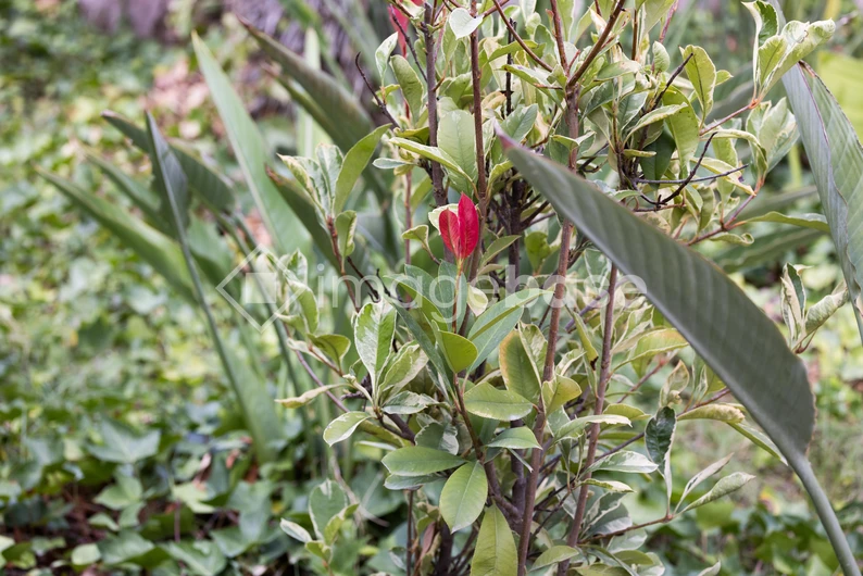 Vibrant Garden Foliage