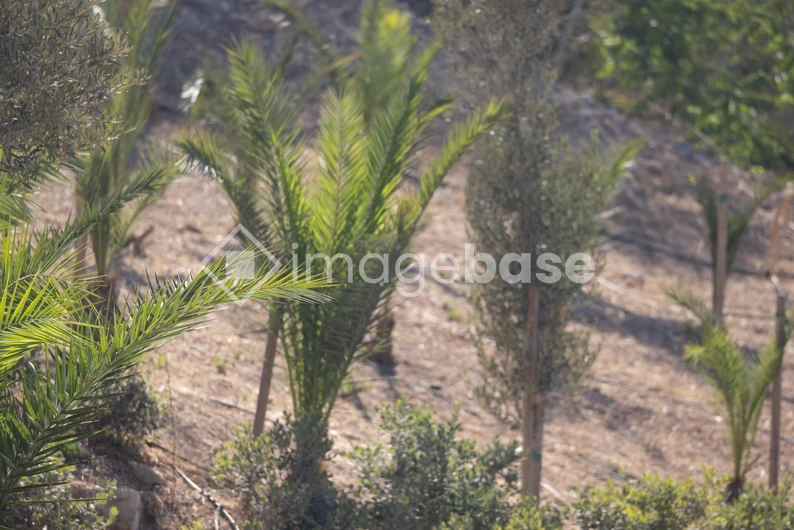Lush Young Palm Grove