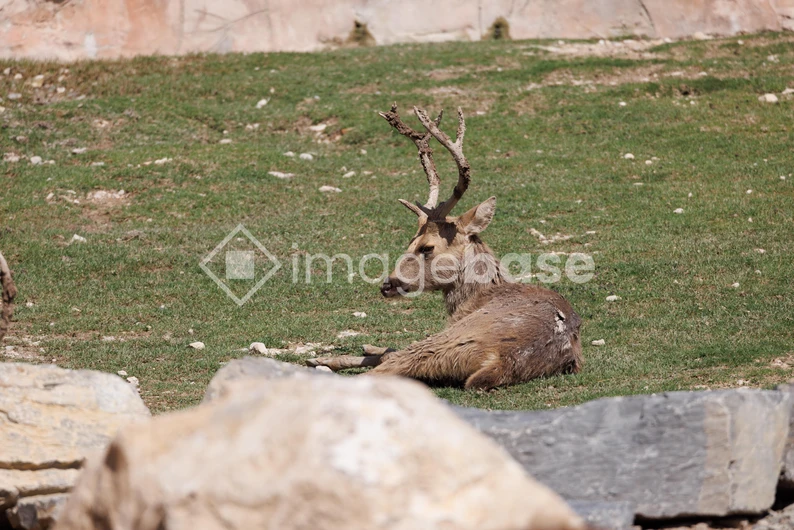 Resting Deer in Meadow
