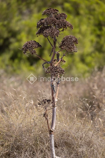 Dried Plant in Natural Setting
