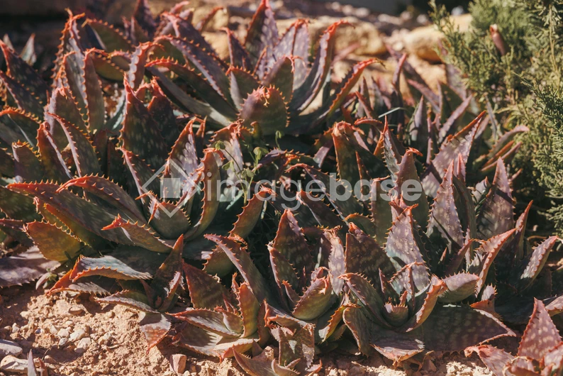 Desert Succulents