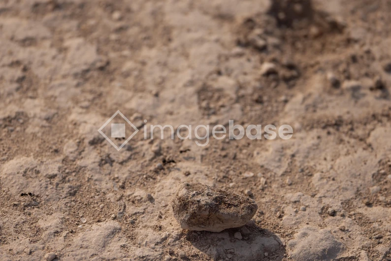 Earthy Texture Close-up