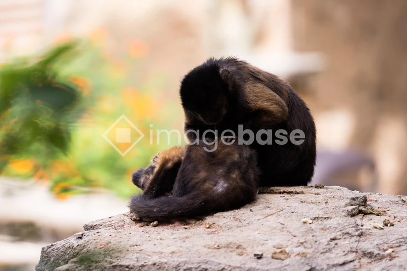Monkeys on a Rock