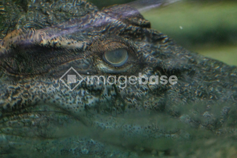 Close-up of a Crocodile Eye