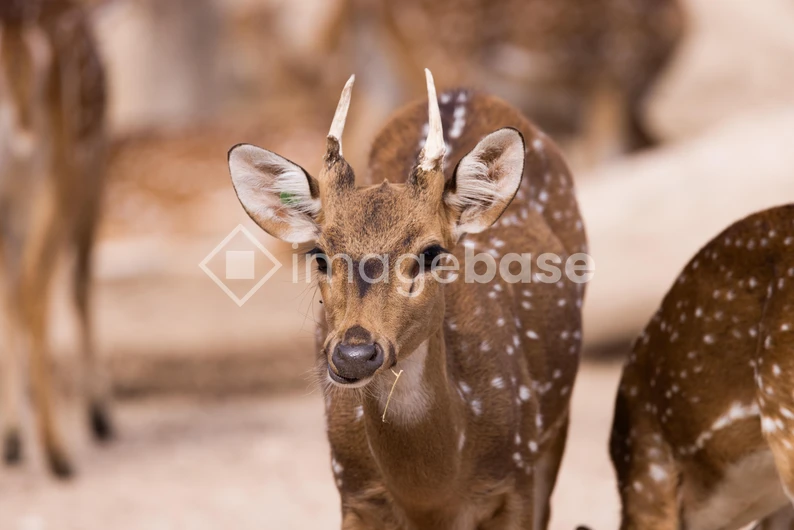 Spotted Deer in Natural Habitat