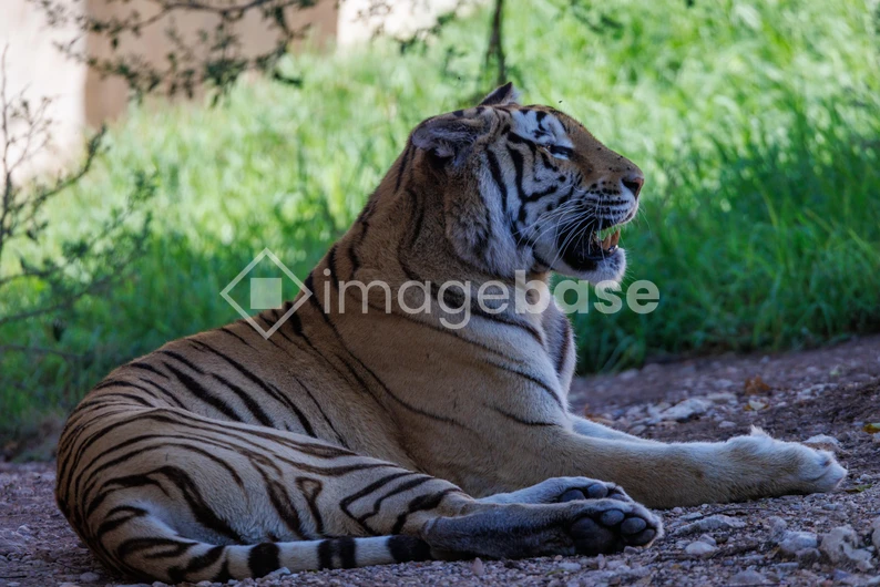 Resting Tiger in the Wild