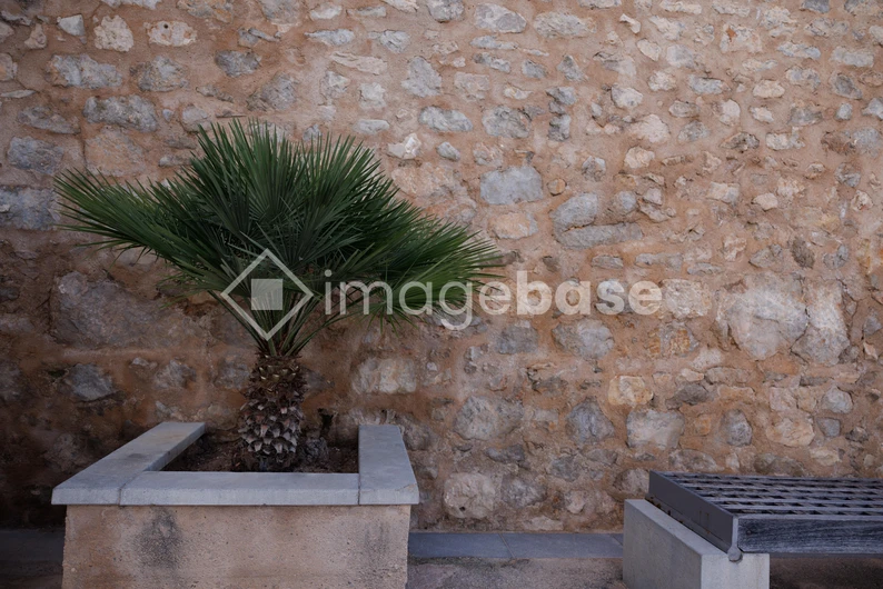 Potted Palm Against Stone Wall