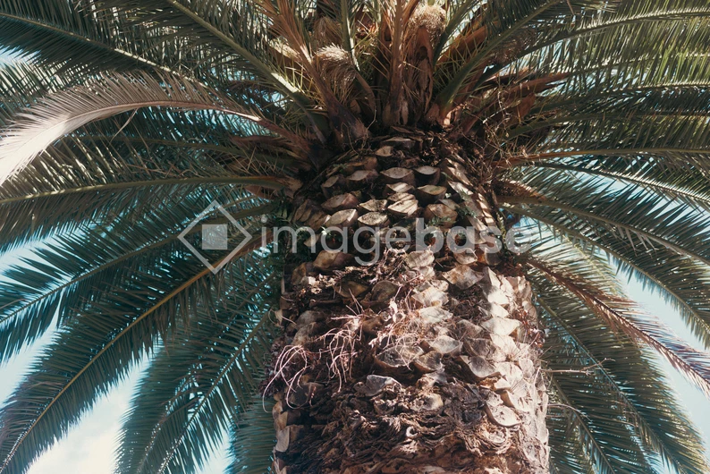 Towering Palm