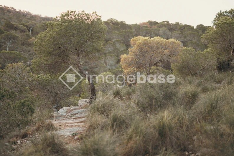 Serene Forest Path