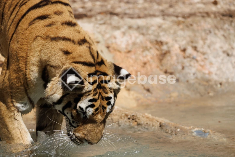 Tiger by the Water