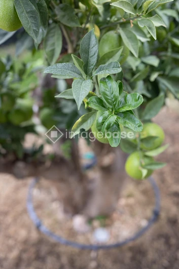 Lush Green Citrus Tree