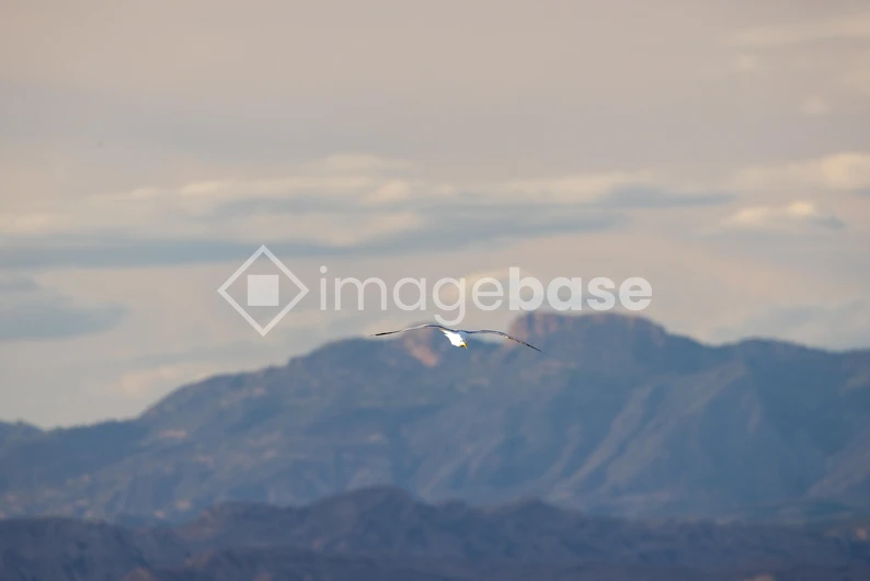 Bird Soaring Over Mountains