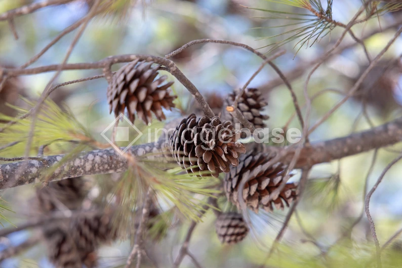 Pine Cones on Branch
