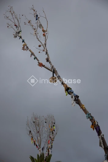 Decorated Trees Against a Moody Sky