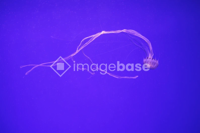 Graceful Jellyfish