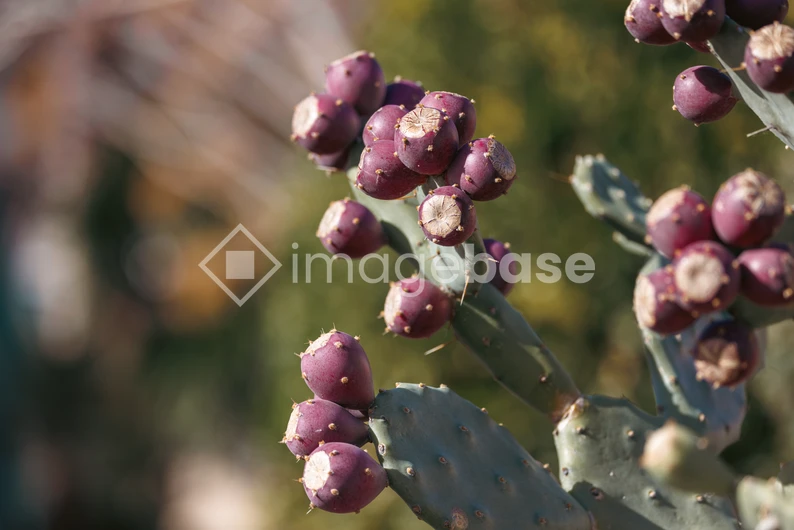 Cactus with Purple Fruits