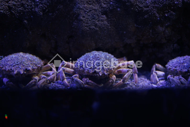 Cluster of Crabs