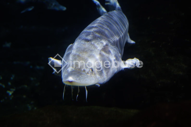 Underwater Sturgeon