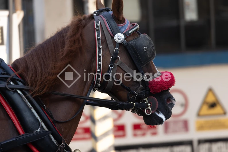Horse with Harness