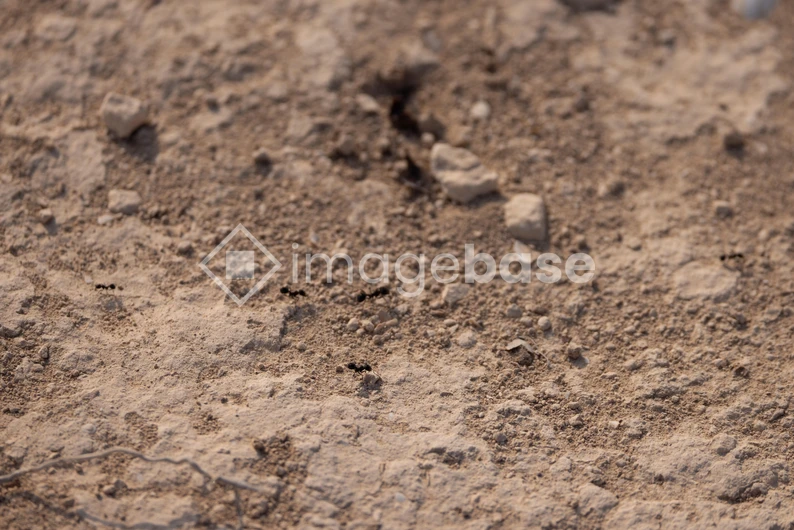Ants on Arid Terrain