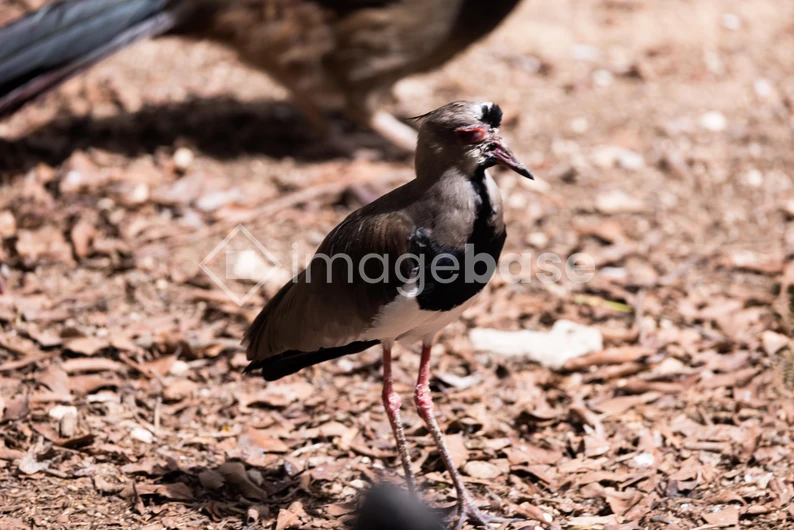 Bird on Forest Floor