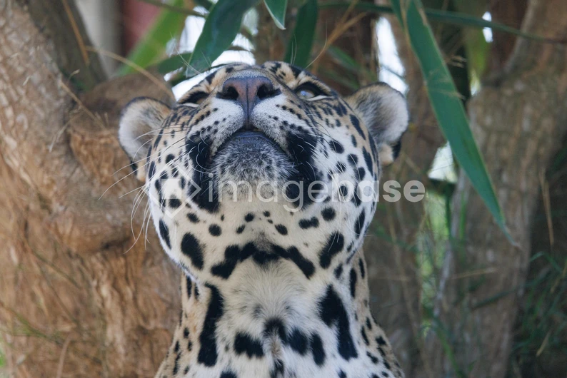Majestic Leopard Looking Up