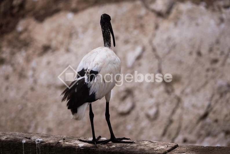 Lonely Ibis