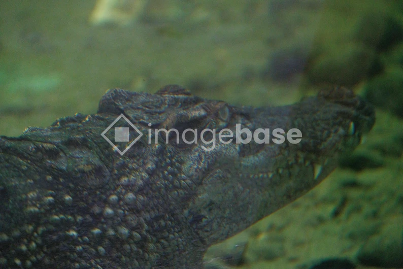 Submerged Crocodile