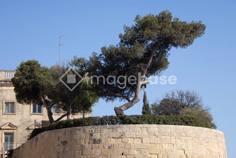 Architectural Tree Scene