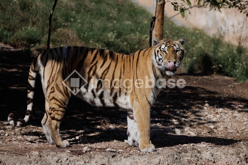 Majestic Tiger in Natural Habitat