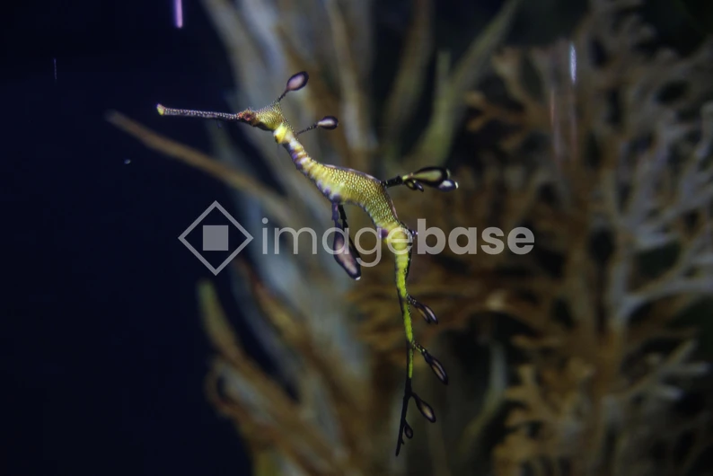 Underwater Creature