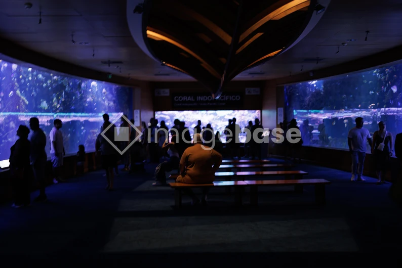 Underwater Aquarium Observation