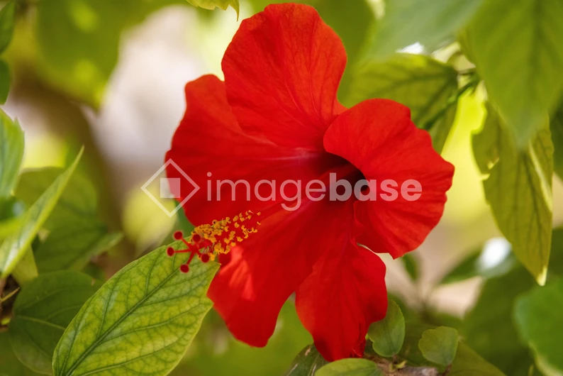 Vibrant Red Hibiscus Flower