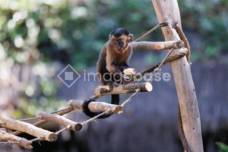 Monkey on a Rope Bridge