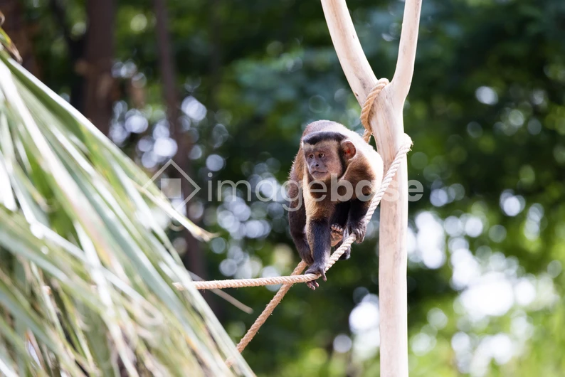 Monkey on a Rope